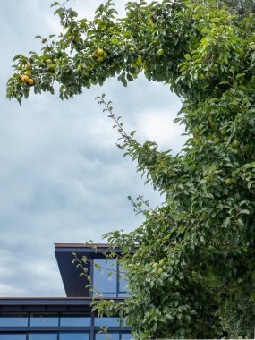 Armut ağacının kıvrımlı üst dalları yeşil ve sarı armut demetleri tarafından yere eğildi. Arka planda modern bina.