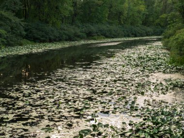 Dar Dnipro nehir körfezi, Ukrayna 'nın başkenti Kyiv' de kasvetli bir günde büyük yeşil zambak yapraklarıyla kaplı ve sık çalılarla çevrili..