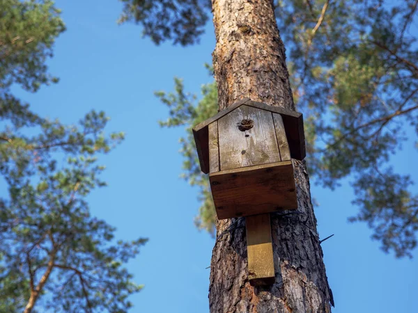 stock image Simple handmade wooden bird nesting box on a pole on a tall straight pine tree with beautiful textured bark of a trunk in a city park. Birdhouse on the blurry background of pine trees and blue sky.