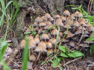 Çürüyen ağaç gövdesinin köklerinde büyüyen büyük bir küme sülfür Tuft (Hypholoma fasciculare) zehirli mantarlar..