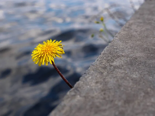 Крупный План Одинокого Цветка Желтого Одуванчика Растущего Между Каменными Ступенями — стоковое фото