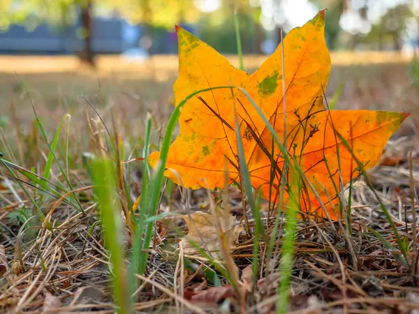 Beautiful orange and green star-like autumn maple leaf  fell from the tree and stuck on the rib in dry grass,