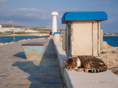 Soysuz, tekir çizgili, gözleri kapalı kedi Ayia Napa 'da deniz kenarında dinleniyor ve dinleniyor. Deniz feneri ve mavi su ufukta.
