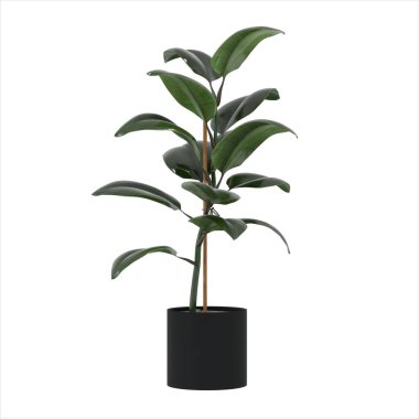 3 Boyutlu Gerçekçi Ficus Bitkisi Siyah Tencereye. Yeşil Yapraklar. Beyaz arka planda izole edilmiş. Çiçek. Ev Elemanı.