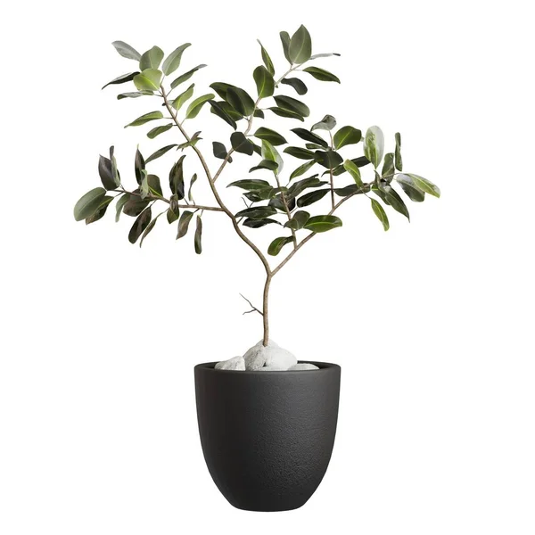 Planta Ficus Verde Olla Negra Realista Render Hojas Verdes Aislado — Foto de Stock