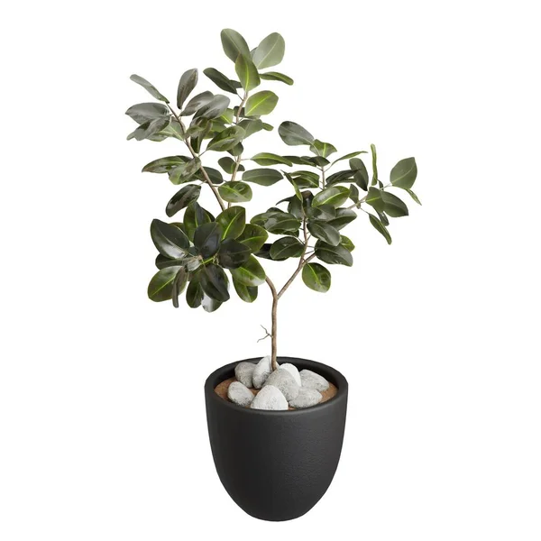 Green Ficus Plant Black Pot Realistic Render Green Leaves Isolated — Stock Photo, Image