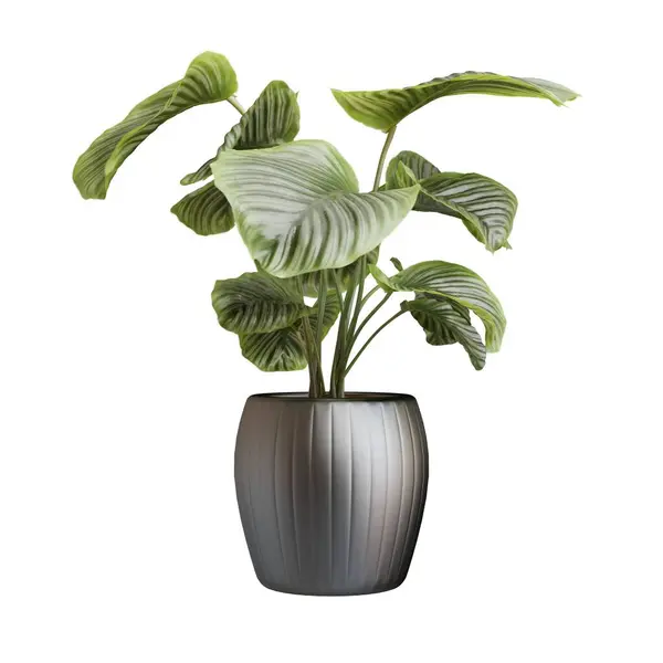 Green Plant Black Pot Realistic Render Green Leaves Isolated White — Stock Photo, Image