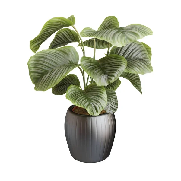 Green Plant Black Pot Realistic Render Green Leaves Isolated White — Stock Photo, Image