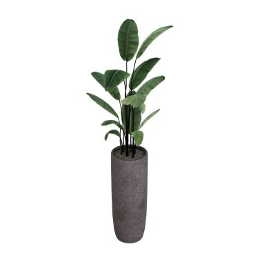 Saksıdaki Yeşil Ev Bitkisi. Beyaz arka planda izole edilmiş. Gerçekçi 3 boyutlu canlandırma. Ev Elementi.