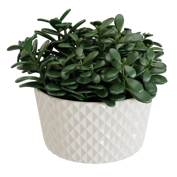 白ポットの緑豊かな植物 白を基調としている 現実的な3Dレンダリング ホーム要素 — ストック写真