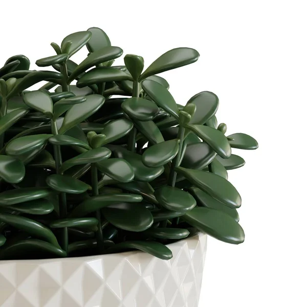 Green Succulent Plant White Pot Isolated White Background Realistic Render — Stock Photo, Image