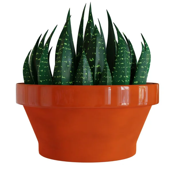 Green Succulent Plant Orange Pot Isolated White Background Realistic Render — Stock Photo, Image