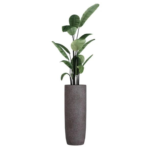 Green Home Plant Pot Isolated White Background Realistic Render House — Stock Photo, Image