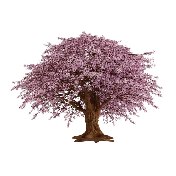 Rosa Sakura Tree Cherry Blossom Renderização Realista Isolado Fundo Branco — Fotografia de Stock