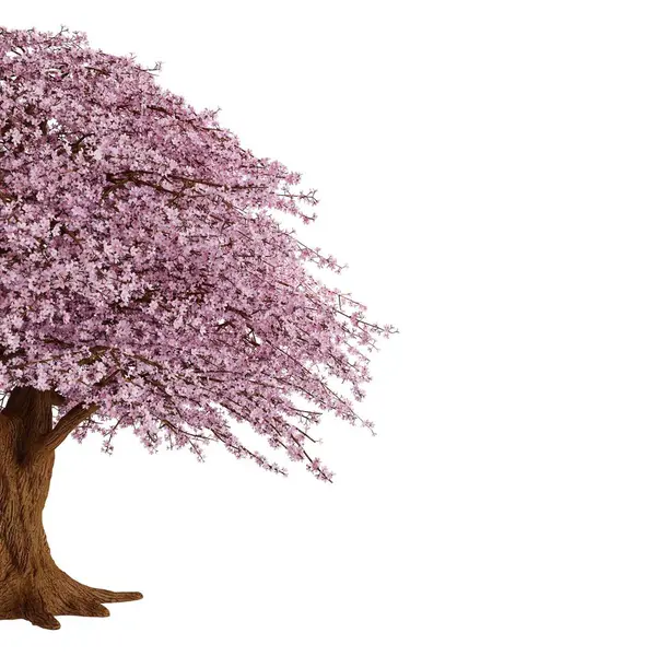 Rosa Sakura Tree Cherry Blossom Renderização Realista Isolado Fundo Branco — Fotografia de Stock