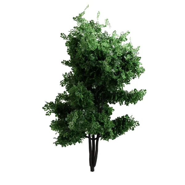 Вид Спереду Зелене Дерево Ізольовано Білому Тлі Реалістичний Render — стокове фото