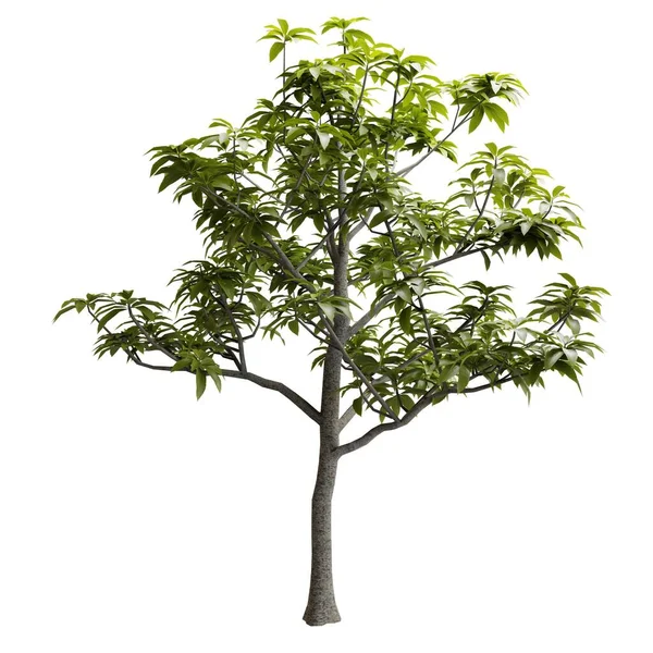Front View Green Avocado Tree Izolované Bílém Pozadí Realistický Vykreslení — Stock fotografie