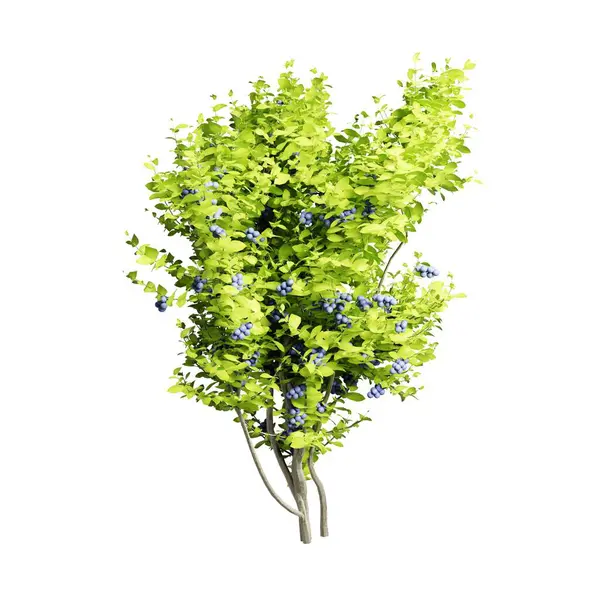 Vista Frontal Árvore Mirtilo Verde Isolado Fundo Branco Renderização Realista — Fotografia de Stock