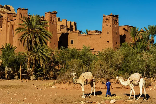 North Africa. Morocco. Ksar Ait Benhaddou in the Atlas Mountains of Morocco. UNESCO World Heritage Site since 1987. Camels in front of the village of Ait Benhaddou