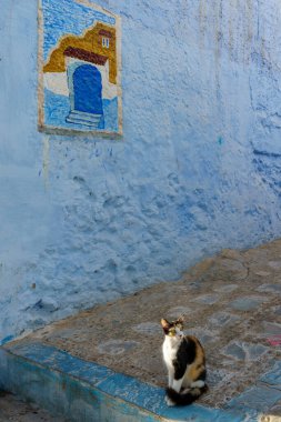 North Africa. Morocco. Chefchaouen. A cat in a street
