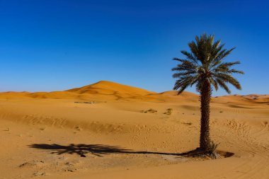 Kuzey Afrika. Fas 'ta. Merzouga 'da. Sahra Çölü 'nün kum tepelerinde palmiye ağacı