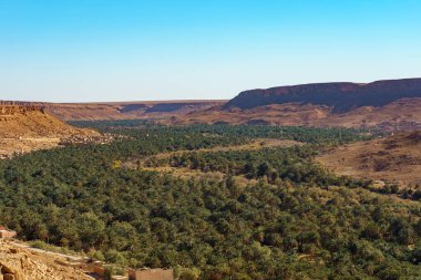 Kuzey Afrika. Fas 'ta. Ziz Vadisi 'ndeki Tafilalet Palmiye Bahçesi