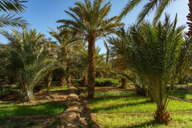 Kuzey Afrika. Fas 'ta. Merzouga 'da. Palmiye bahçesi.