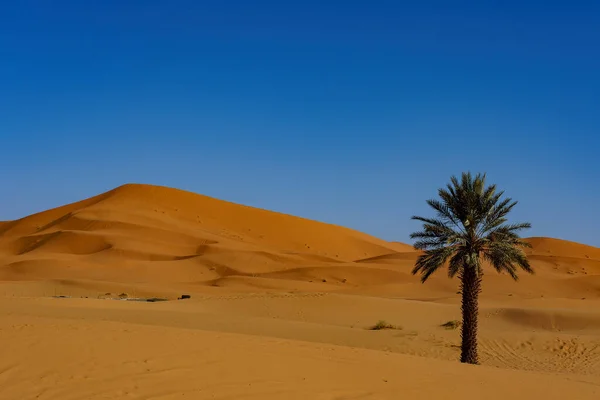 Nordafrika Marokko Merzouga Palme Den Sanddünen Der Sahara — Stockfoto