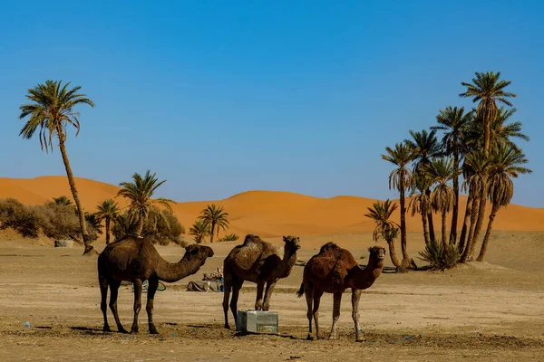 Kuzey Afrika. Fas 'ta. Merzouga 'da. Yürüyüş için bekleyen develer