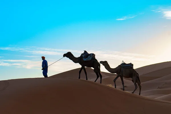 北アフリカ モロッコ メルツーガ サハラ砂漠の砂丘を通るラクダキャラバン — ストック写真
