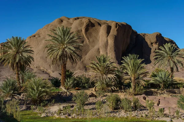 North Africa. Morocco. Oasis of Fint. Palm groove
