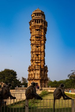 India. Rajasthan. Chittorgarh. Chittor Fort. Monkeys front of Vijaya Stambha (Victory Tower) clipart