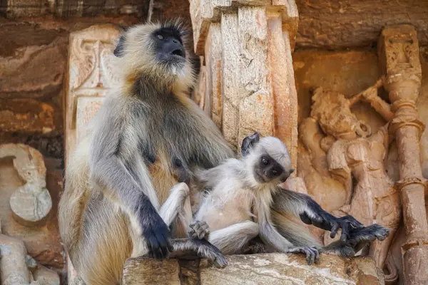 Hindistan. Rajasthan. Chittorgarth 'da. Chittor Kalesi 'ndeki maymun. Bir anne ve bebeği