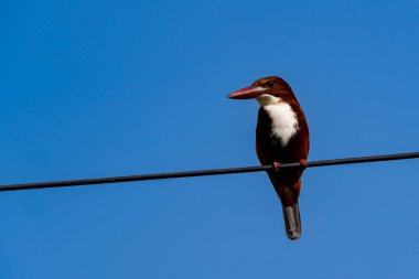 Hindistan. Rajasthan. Udaipur. Görkemli bir balıkçı, mavi bir gökyüzüne karşı duran bir elektrik telinin üzerine tünemiş..