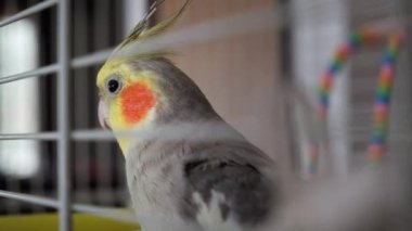 Close up view of a Cockatiel bird in cage.