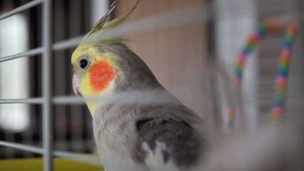 檻の中のコカティエルの鳥の近景 — ストック動画