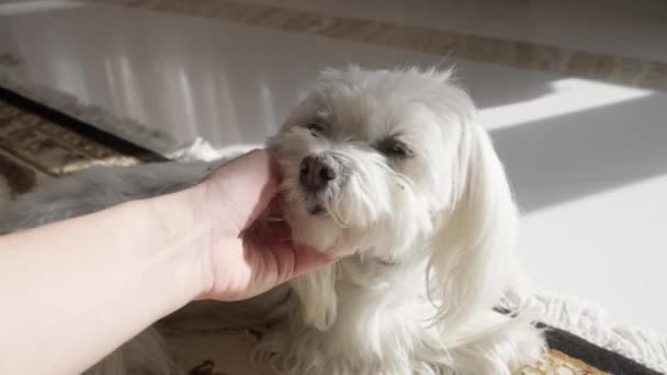 Owner Petting White Maltese Dog Pov View — Stockvideo
