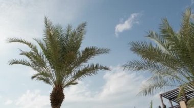 Palm trees against sunny sky in Madinat jumeirah, Dubai