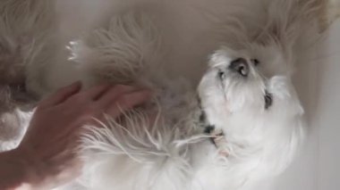 Sahibi beyaz Maltese köpeğini baştan aşağı okşuyor.