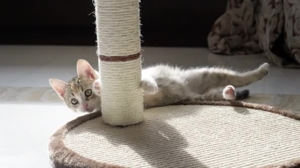 Kedi Tırmalama Yerinde Oynuyor — Stok video