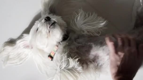 Owner Petting White Maltese Dog Top Pov View — Stock Video