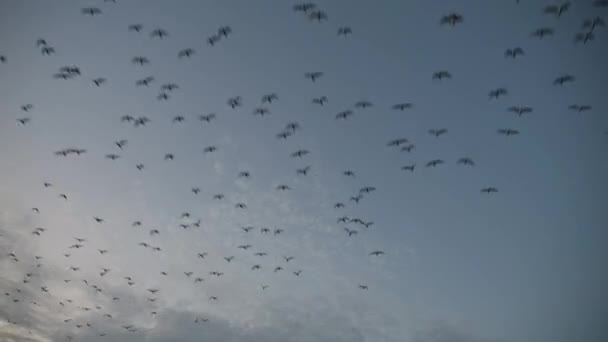 Flock Seagulls Flying Cloudless Sky Evening — Vídeo de Stock