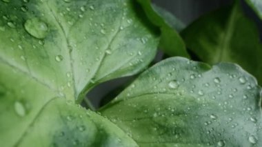 Sengonyum Podophyllum bitkisine su damlaları, çok yakın. 