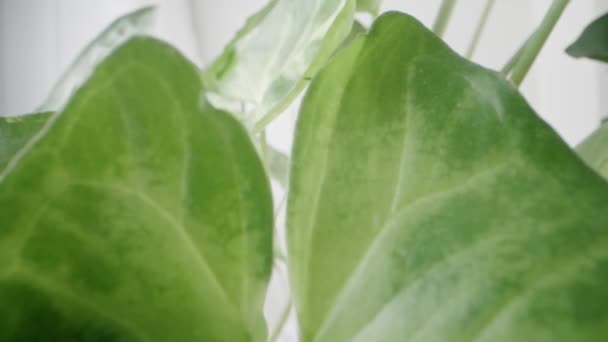 Syngonium Podophyllum Tropická Rostlina Makro Shot Pozadí Pomalý Oddálení — Stock video