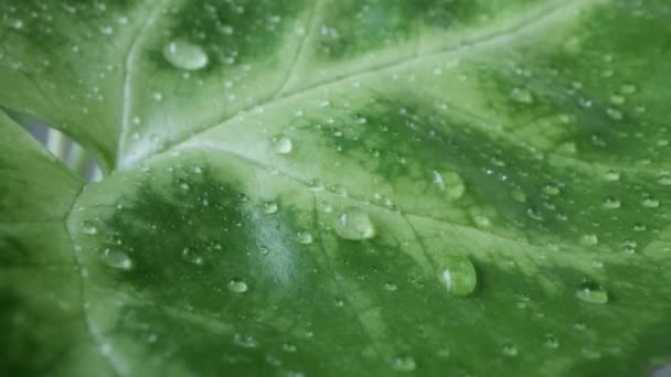 Vatten Droppar Ett Blad Syngonium Podophyllum Tropisk Växt Extrem Närbild — Stockvideo