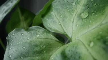 Sengonyum Podophyllum bitkisine su damlaları, çok yakın. 