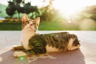 Güneşli bir yaz gününde arka bahçede uzanan kedi.