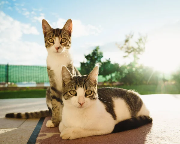 Δύο Όμορφες Γάτες Κάθονται Έξω Μια Ηλιόλουστη Μέρα Του Καλοκαιριού — Φωτογραφία Αρχείου