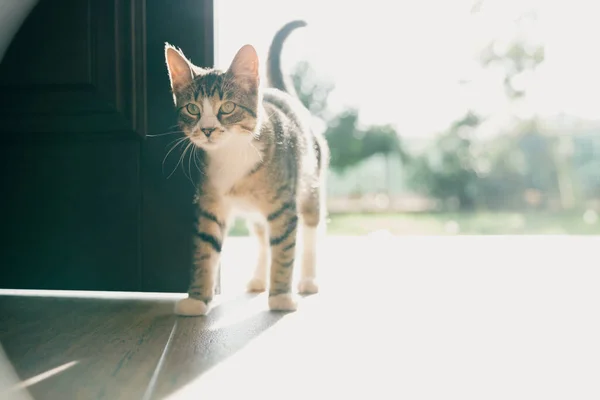Kitten Έρχεται Στο Σπίτι Μια Ηλιόλουστη Καλοκαιρινή Μέρα — Φωτογραφία Αρχείου