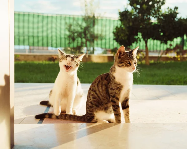 Funny Cats sitting outdoor in backyard in a sunny summer day